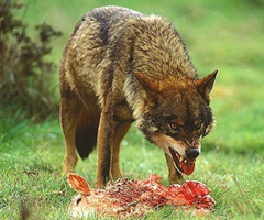 La Guardia Civil investiga el uso de un burro en un cebadero para abatir lobos